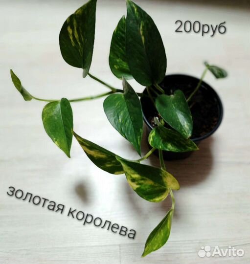 Сциндапсус золотистый, марбл квин, пиктус, н-джой