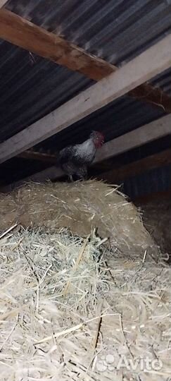 Молодые петушки