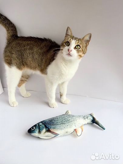 Кошечка в добрые руки