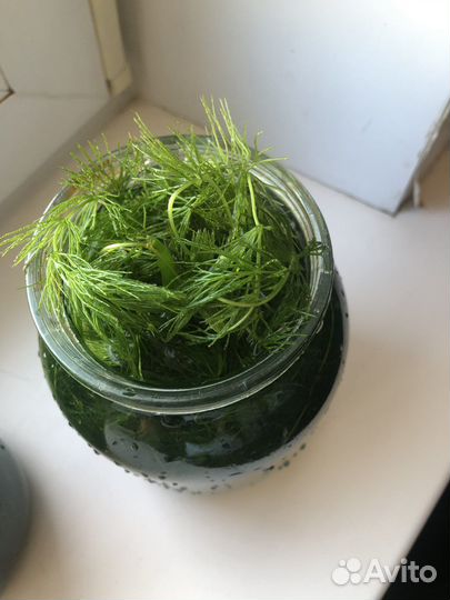 Роголистник