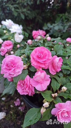 Бальзамин махровый