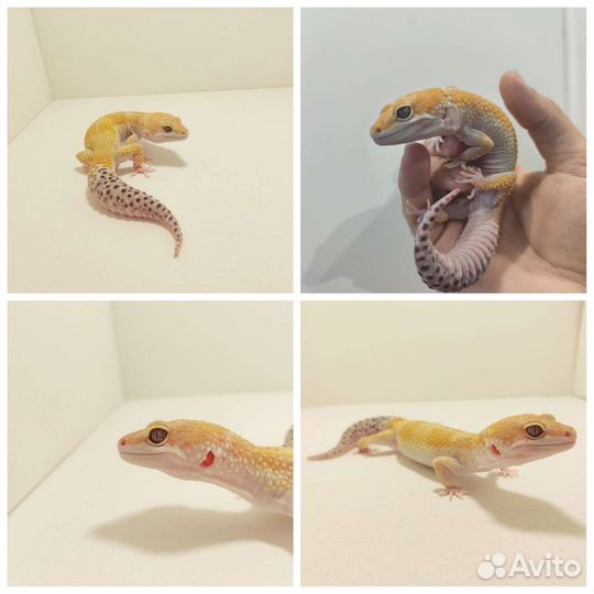 Эублефары взрослые