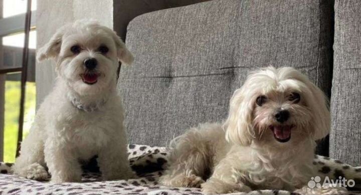 Передержка собак мелких пород