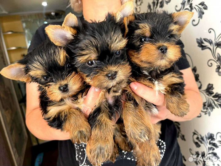 Йоркширский терьер