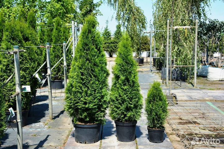 Туя Смарагд