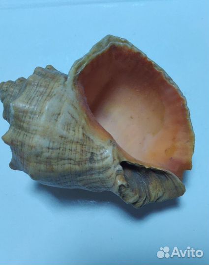 Морские ракушки 3 шт