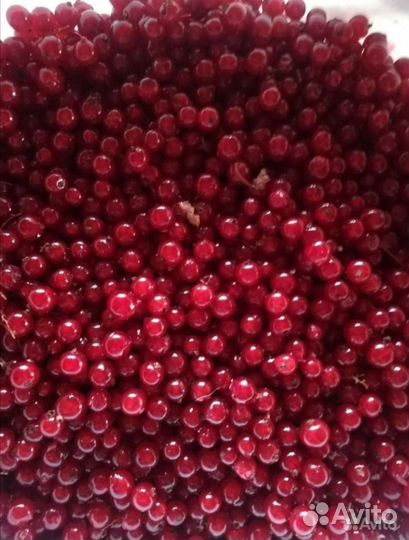 Черная и красная смородина