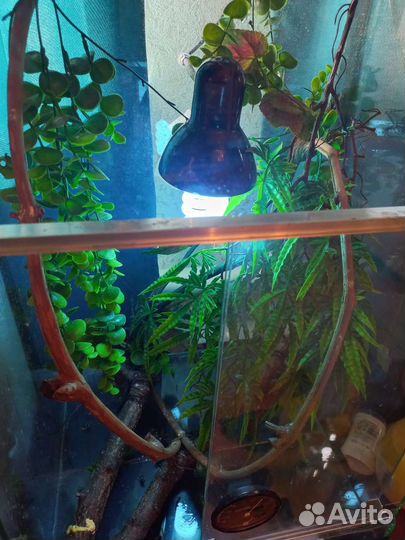 Террариум для хамелеона и др. рептилий