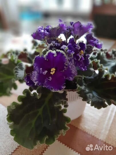 Пеларгония герань