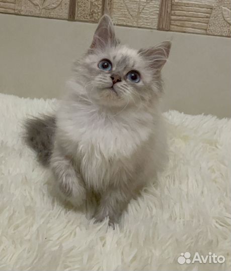 Невские маскарадные котята