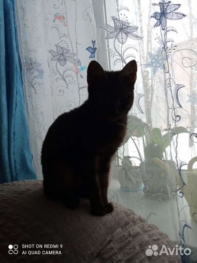 Кошечка Бася в самые добрые руки