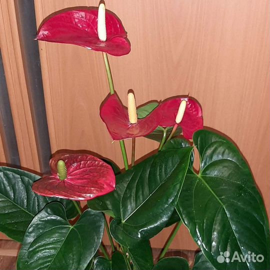 Антуриум андре