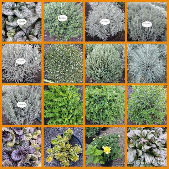 Декоративные кустарники