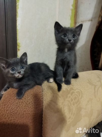 Милые котята в добрые руки
