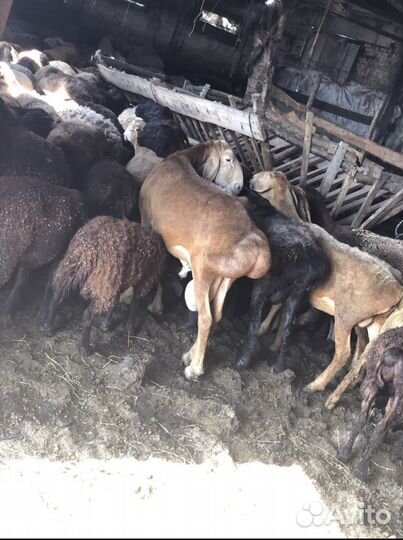 Баранина тушеная высший сорт