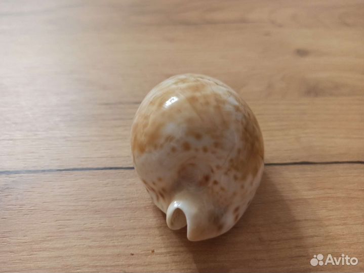 Морская раковина