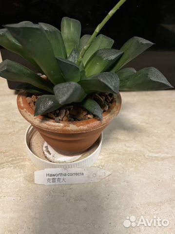 Хавортия (Haworthia correcta)