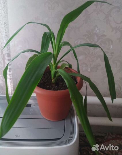 Пальма юкка