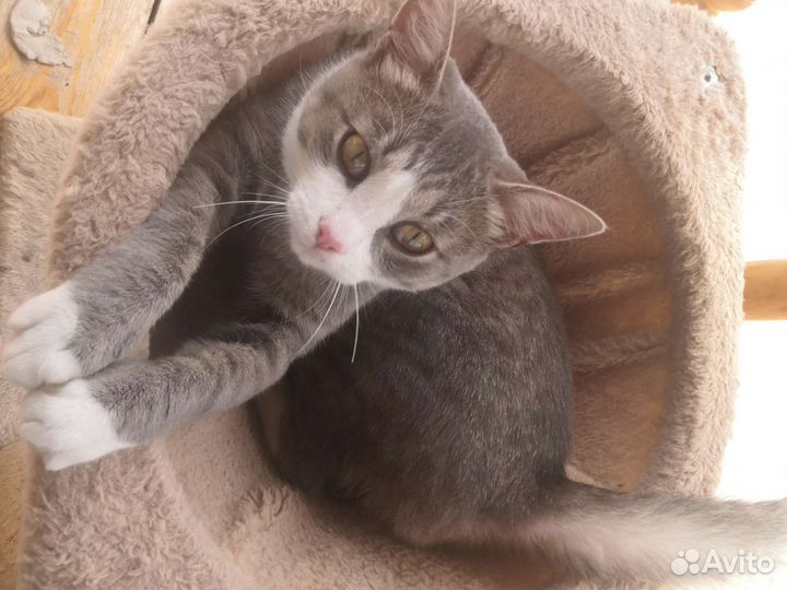 Кот дымчатый