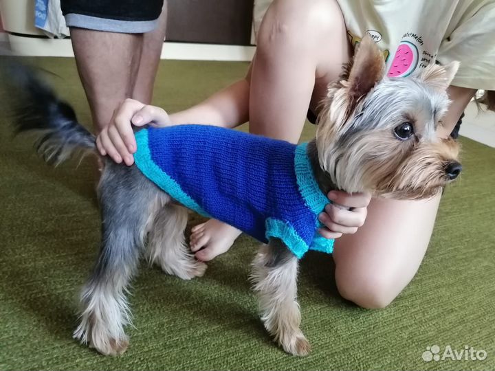 Одежда для собак и кошек