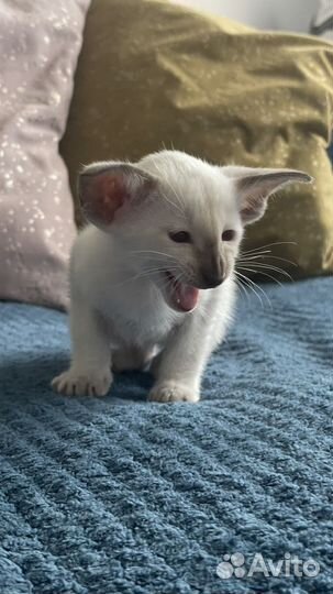 Ориентальные котята