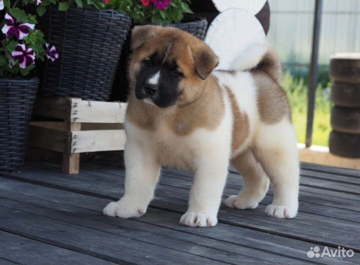 Щенки американской акиты