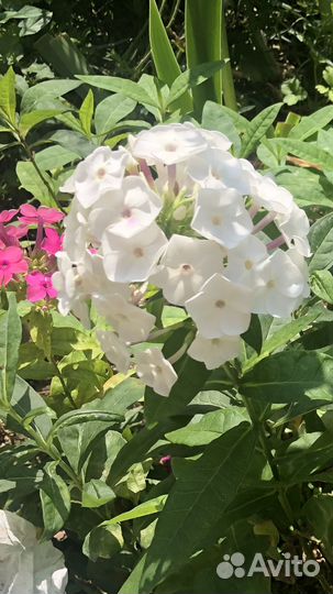 Флоксы Эхинацея Хризантема