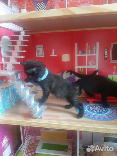 В добрые руки