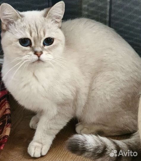 Британская кошка в дар. Резерв
