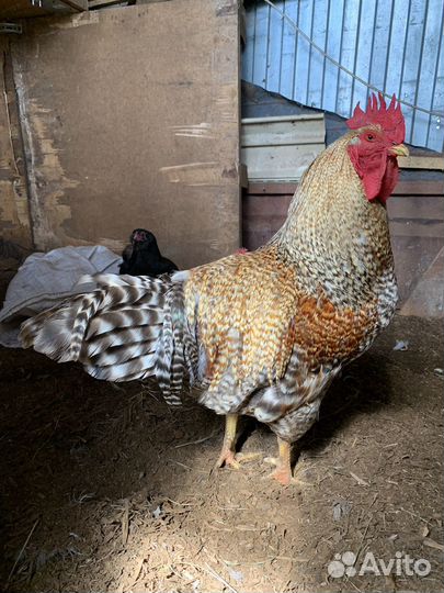 Петухи