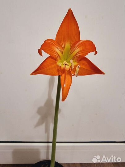 Гиппеаструм