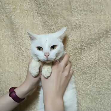 Взрослая, кошка в добрые руки