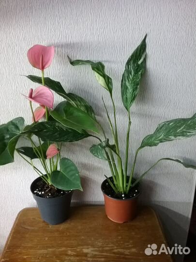 Набор комнатных цветов