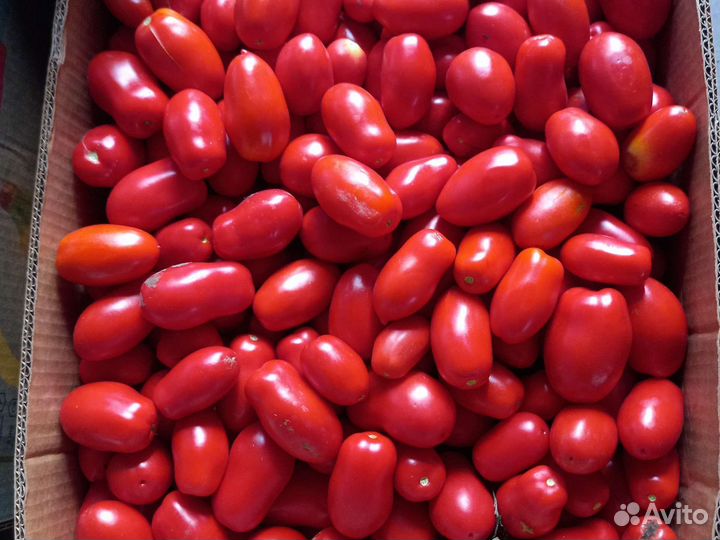 Помидоры оптом сливка