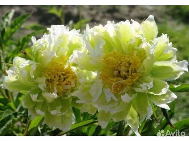 Пион Грин Хало