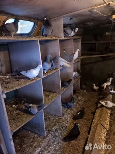 Голуби чехи