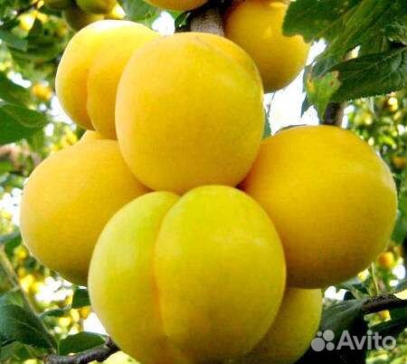 Саженцы диплоидных слив