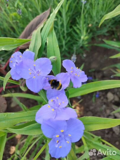 Традесканция виргинская