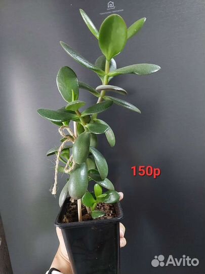 Каланхоэ дегремона, алоэ, толстянки. Отдам/продам