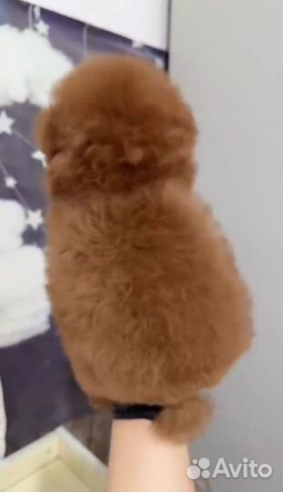 Тикап тедди пудель
