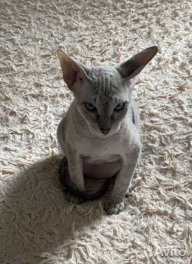 Донской сфинкс (велюр) / вязка