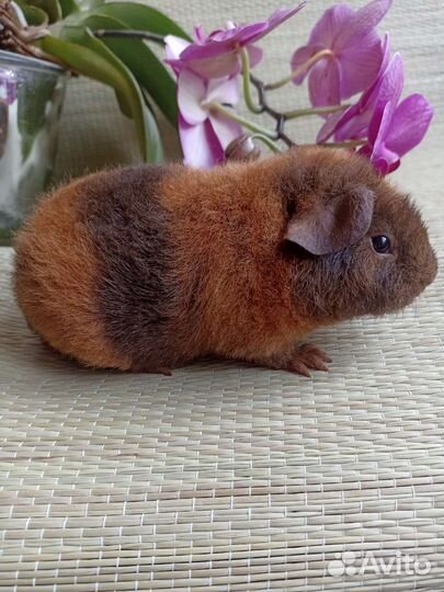 Морские свинки американский тедди