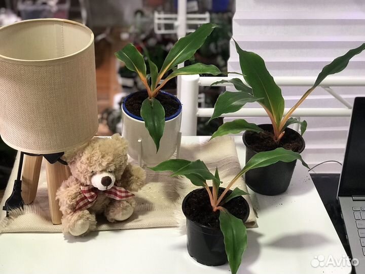 Хлорофитум грин оранж