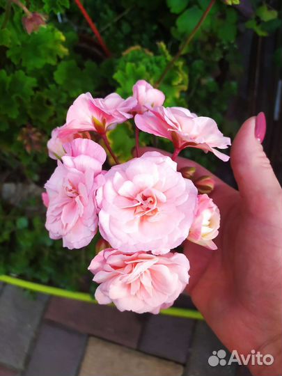 Пеларгония герань