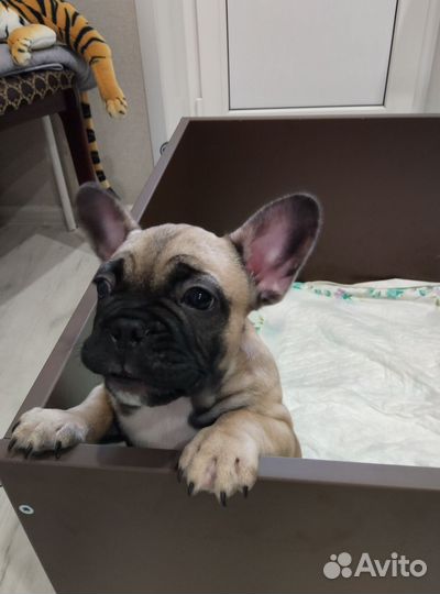 Вольер для щенков в квартиру