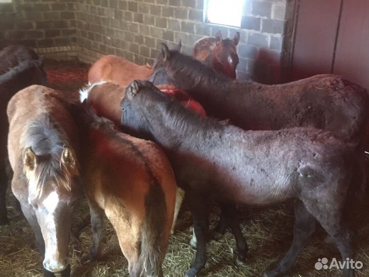 Жеребята 2023 года