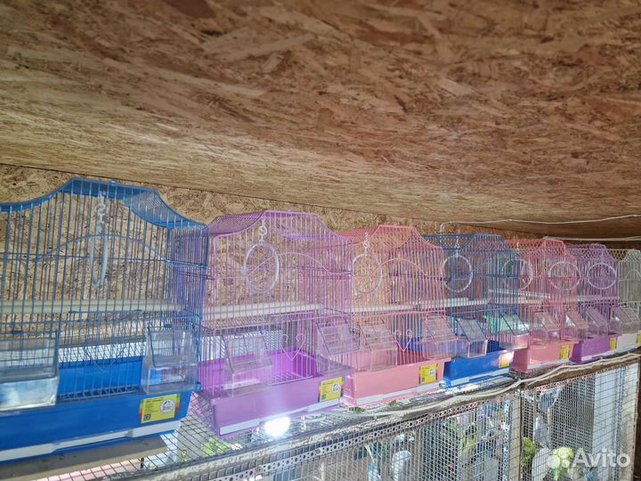 Продам попугаев