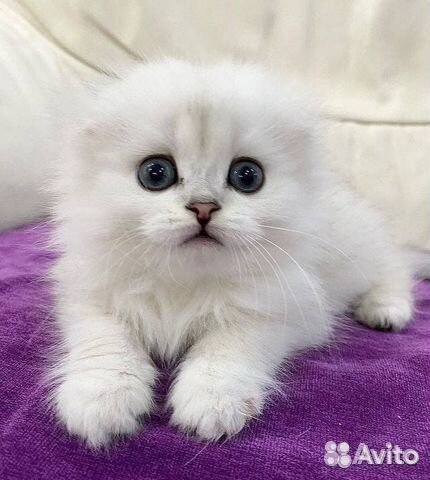 Шотландские котята