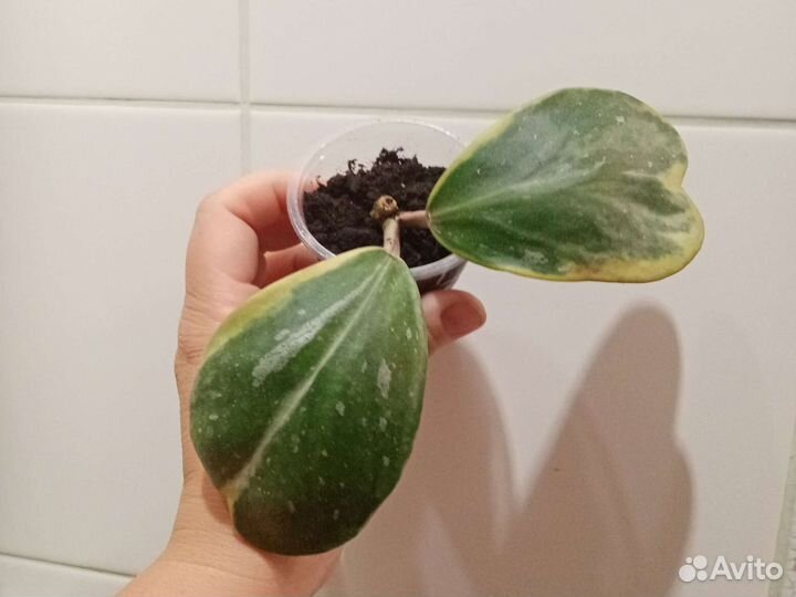 Хойя керри албомаргината