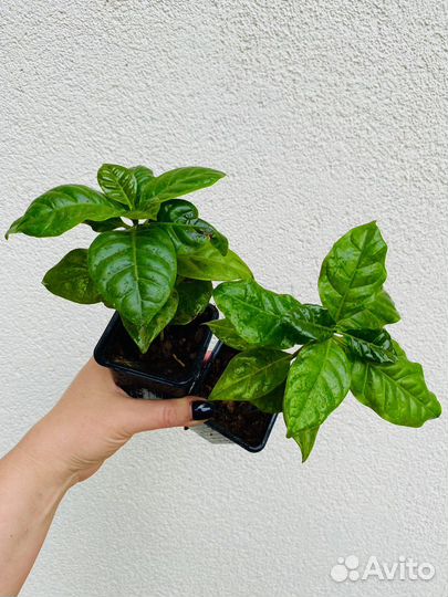 Кофейное дерево Арабика